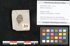Foto (Objekt + Etikett) von Myrsine radobojana  (NHMW-GEO-2024-0188-11426)